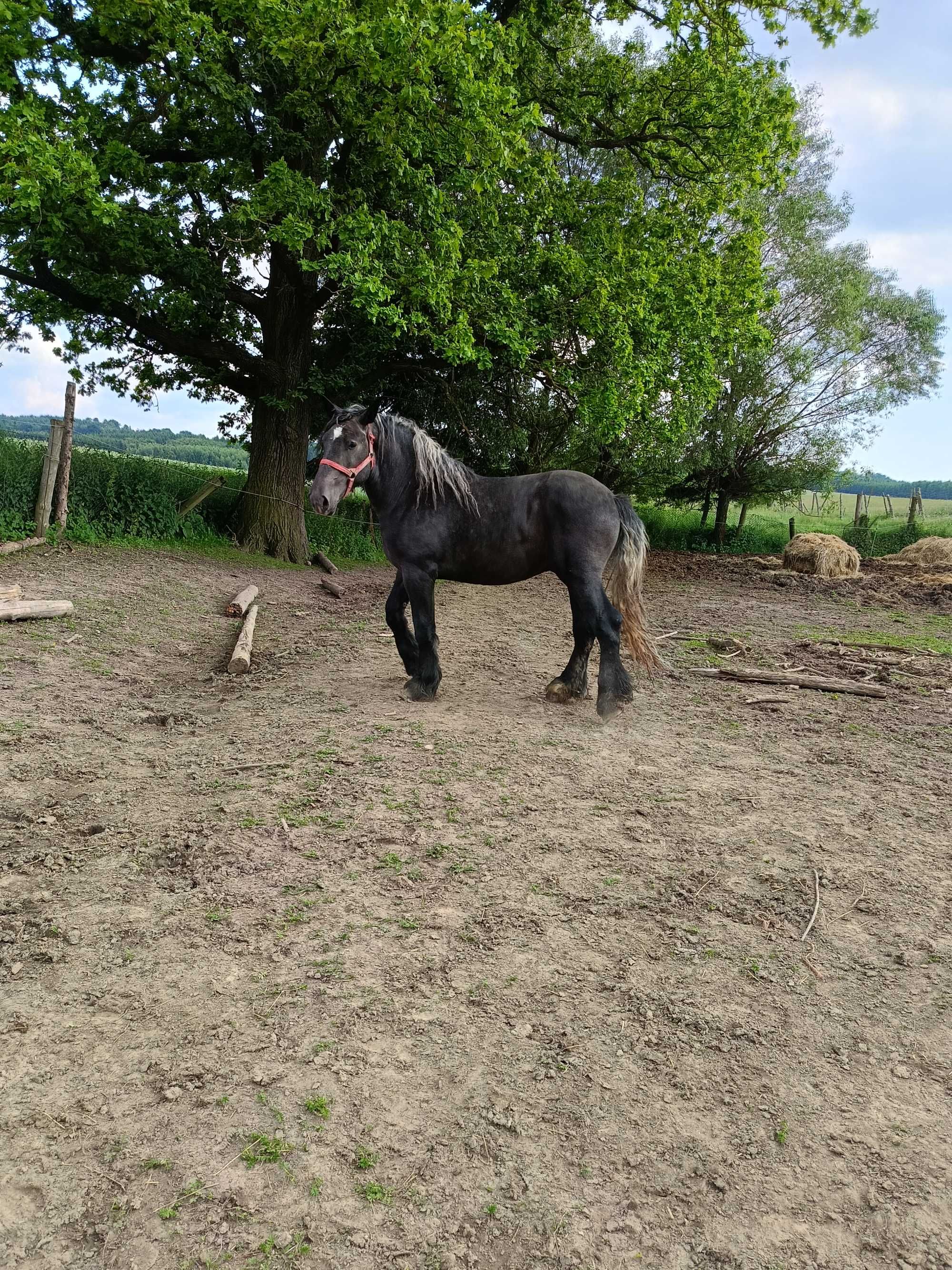 Koń ogier pkz zimnokrwisty