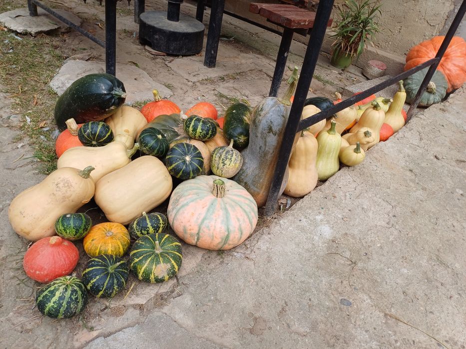 Dynie  różne odmiany
