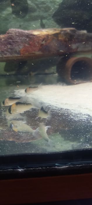 Sprzedam kirysy adolfa