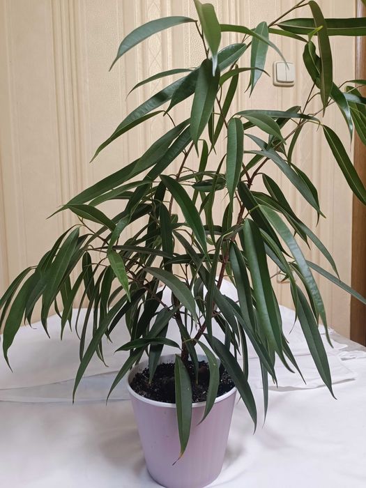 Фікус кімнатний вазон