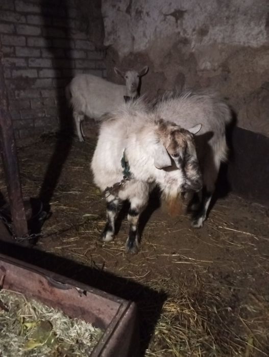 Цап 2 роки для парування, коза молода 2 роки