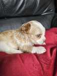York terrier golddust suczka