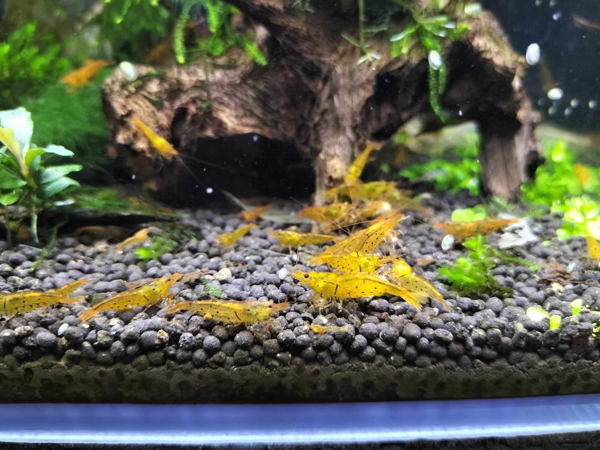 Krewetki Tangerine Tiger