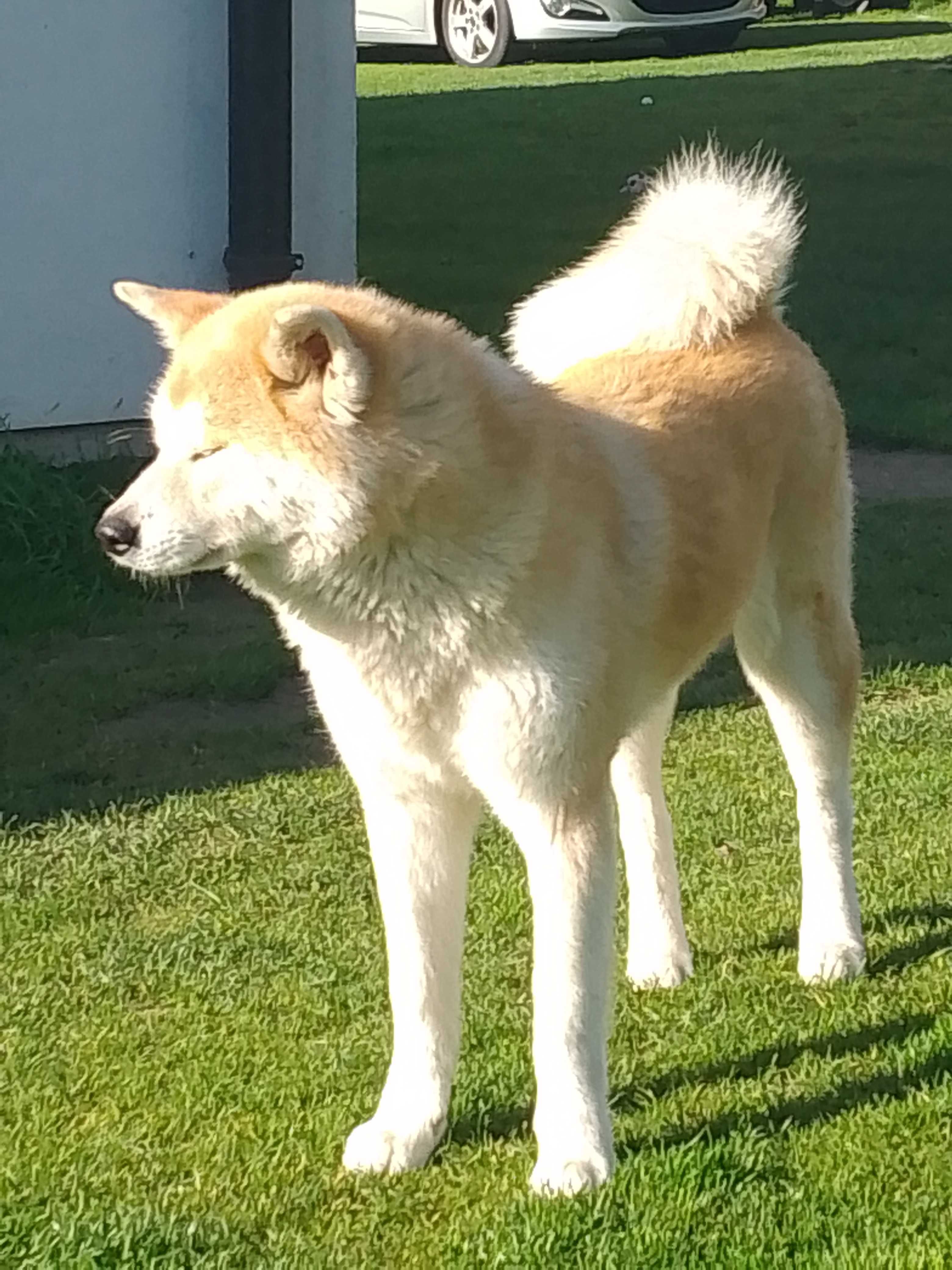 Akita Inu chłopiec