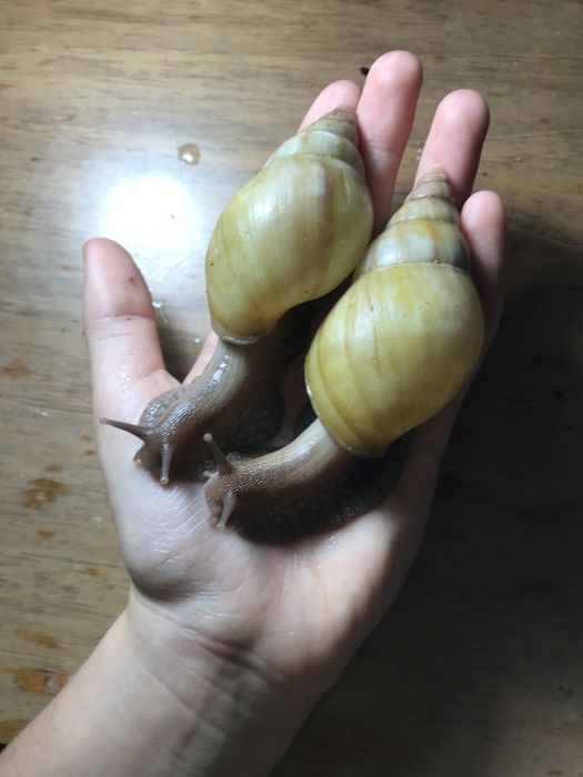 Ахатина родацыя стандарт