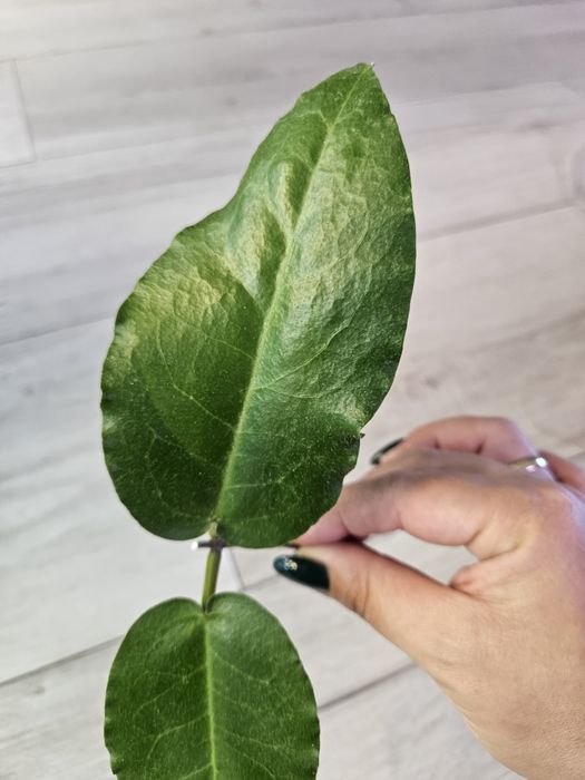 Hoya versteegii. Sadzonka