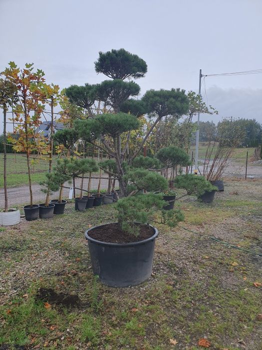 Bonsai z sosny Norks Tip