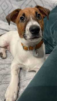 Jack Russel Terrier