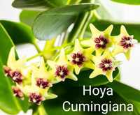 Hoya Cumingiana - flor de cera