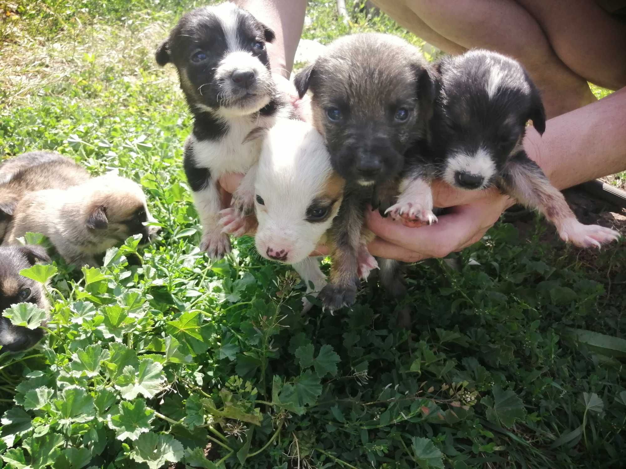 Віддам цуценят в добрі руки