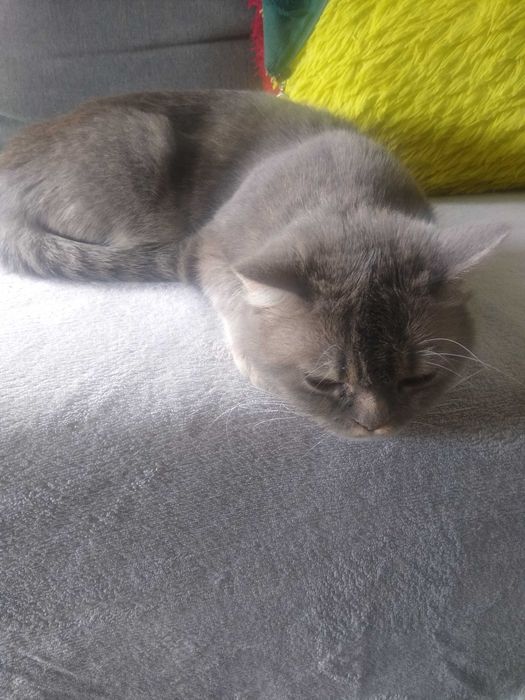 Kotka  brytyjska rodowodowa Fela