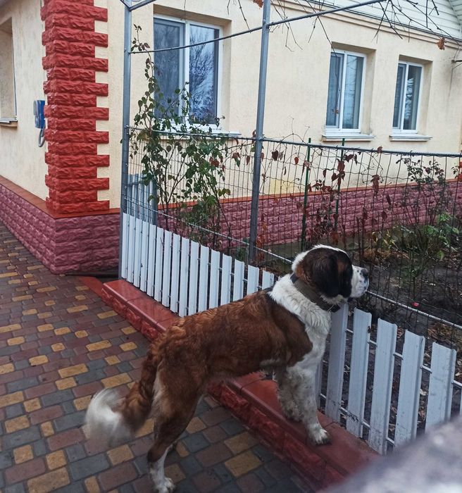 Дама шукає кавалера Сенбернар для в'язки