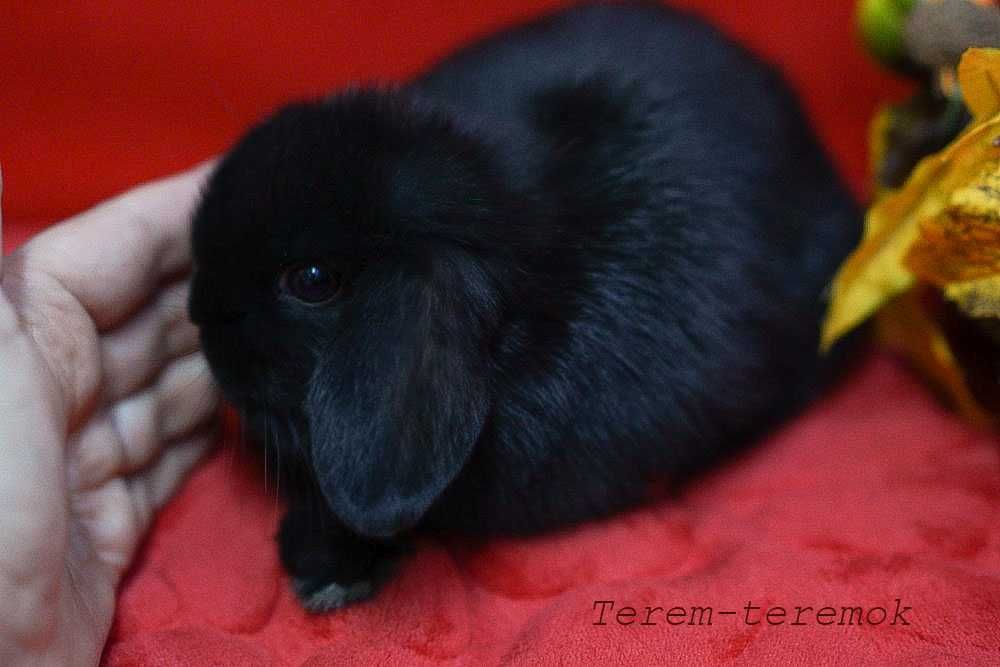 Карликове кроленя NHD у рідкісному забарвленні!