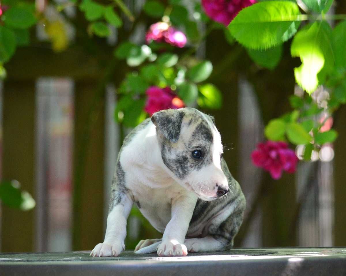 Whippet chart angielski suczka hodowla FCI