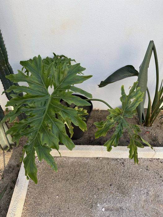 Planta Philodendro sellum