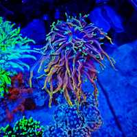 Euphyllia glabrescens hellfire akwarium glabra morskie koralowiec LPS