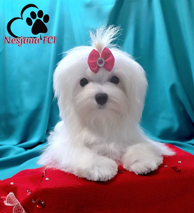 Suczka Maltańczyk - malutka !!! bardzo urocza, rod ZKwP=FCI