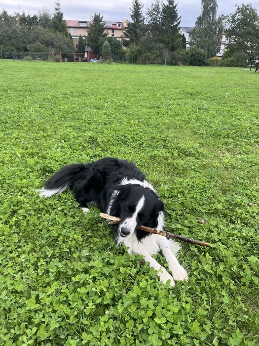 COLTRIEVER - mix Border Collie + Golden Retriever