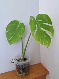 Monstera Thai constellation