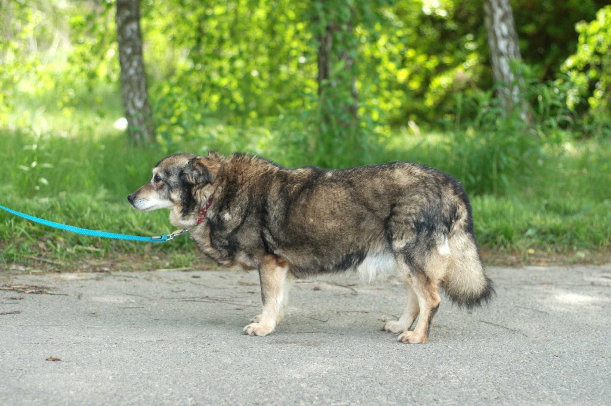 BALUŚ - dojrzały psi kawaler do spokojnego domu