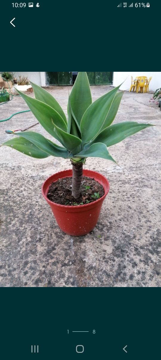 Agaves, Cactos, Suculentas diversas