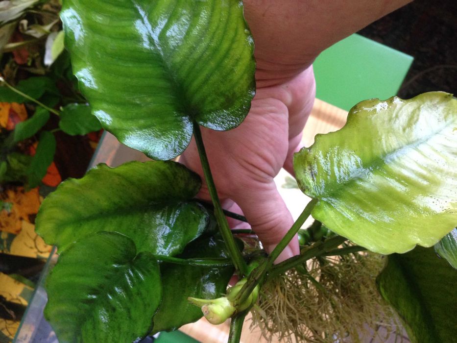 Anubias - duża sadzonka