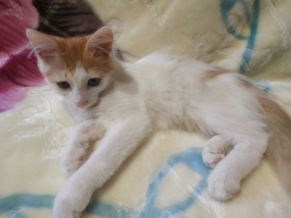 Кошенята шукають люблячу родину