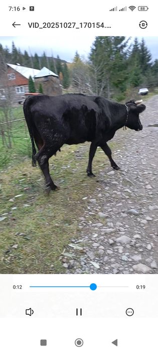 Продаю молоду корову