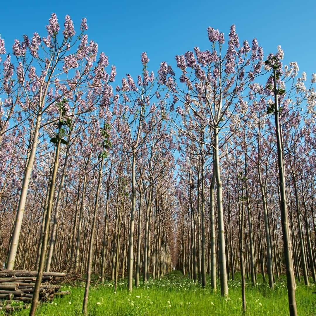 Oxygen tree drzewo tlenowe ShanTong Paulownia sadzonki