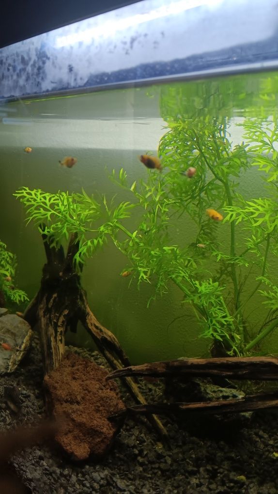 Mollys e platys juvenis