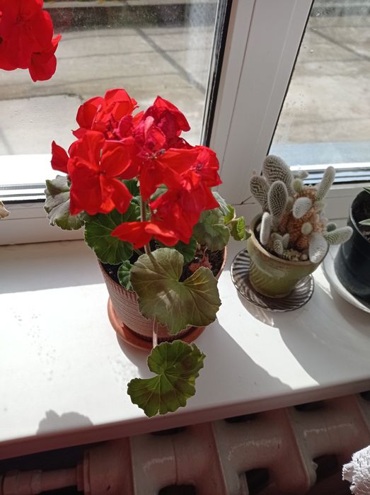 Пеларгонія калачик червоного кольору