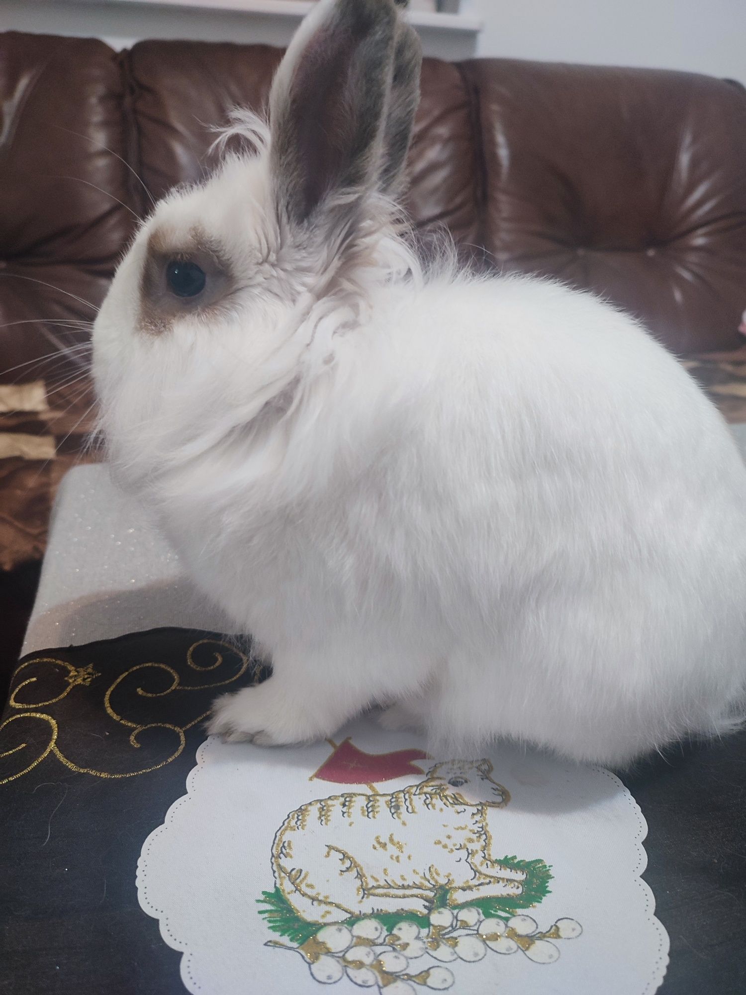 Oddam białego królika miniaturkę