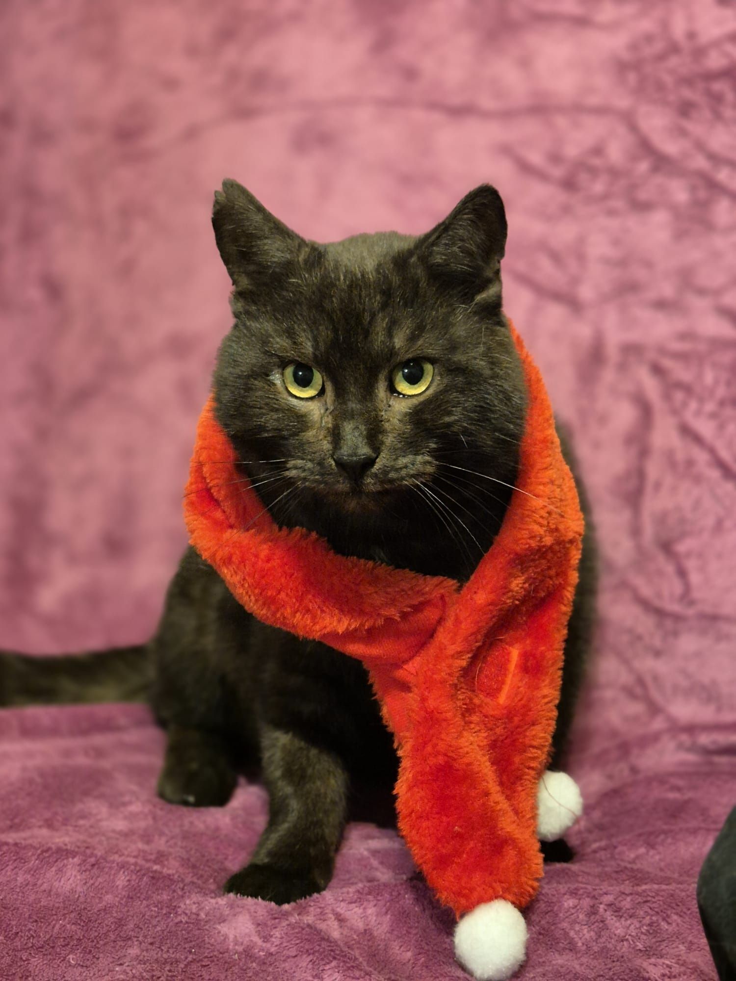 Kocurek Leon do adopcji fiv+
