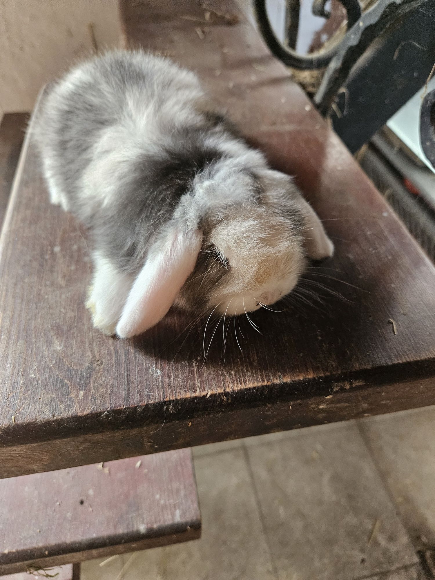 Króliczek Baranek Mini Lop