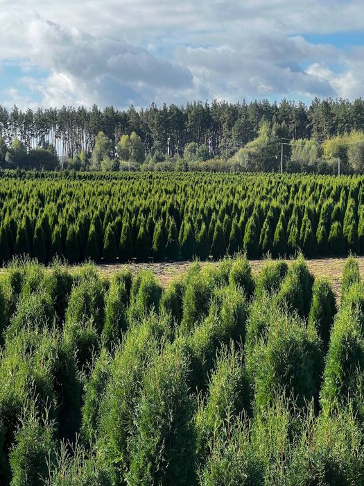 Туї Смарагд, Туя Даніка, туі Колумна
