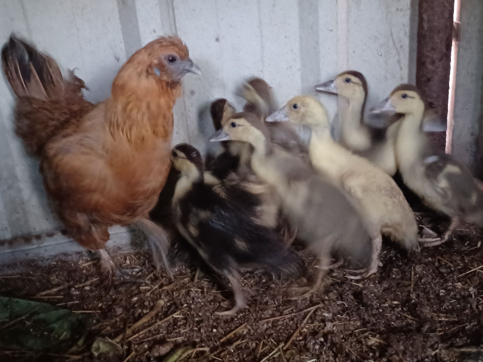 Aves de campo domesticas