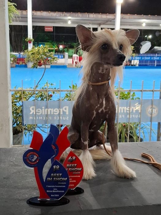 Szczeniak Chiński Grzywacz