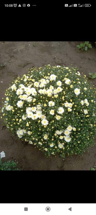 Кулькові шаровидні хризантеми