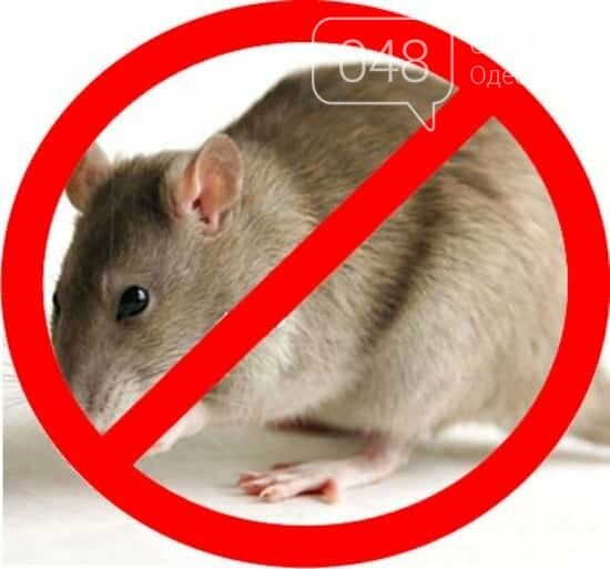 Вывести грызунов, потравить крыс, травля мышей, дератизация Днепр