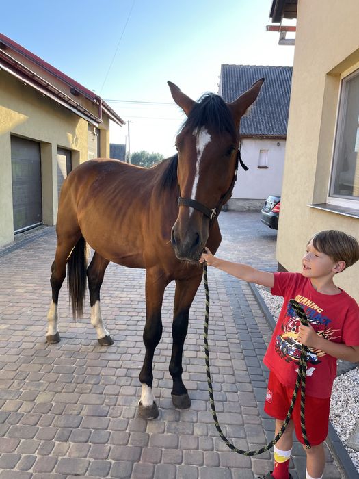 Ogierek w trzecim roku