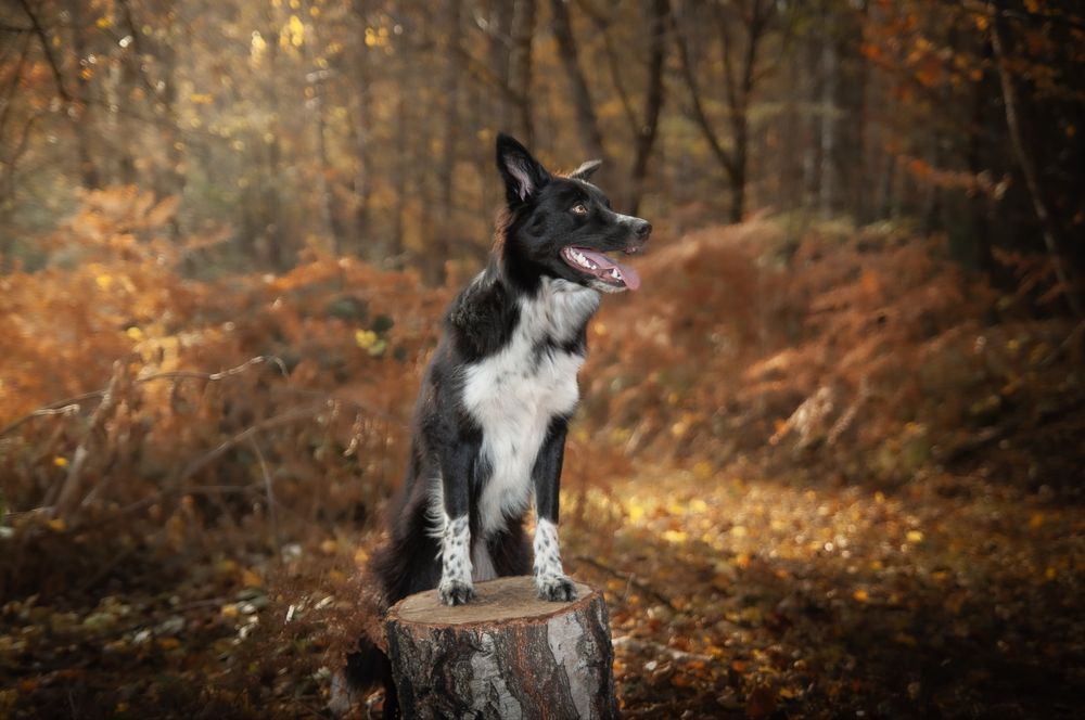 Aparat nikon D300s, tylko 21 tys zdjęć, stan BDB + obiektyw + karta