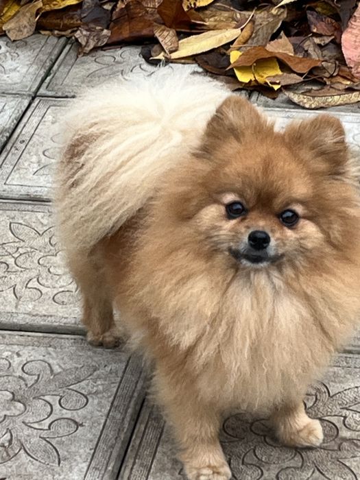 Взрослые девочки.