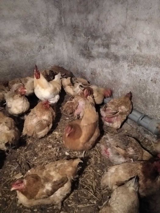 Продам кури( R3A)