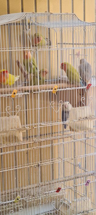 Vendo agapornis de 2025