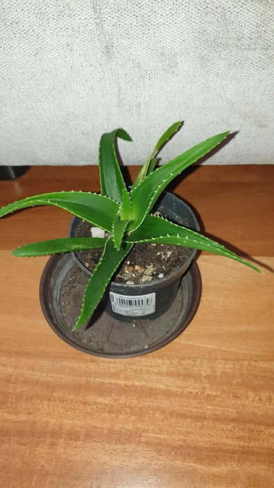 Aloes zielony, sukulent, roślina rosnąca