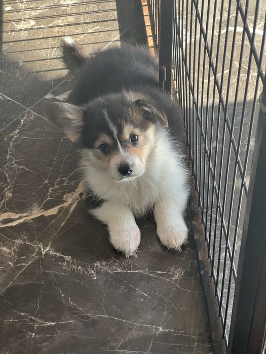 Welsh Corgi Pembroke - piekny trikolorowy piesek FCI z dlugim ogonkiem