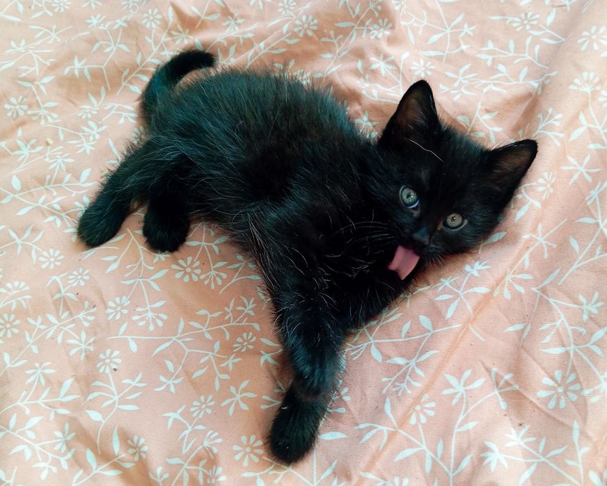 Szukamy własciciela dla małego kota