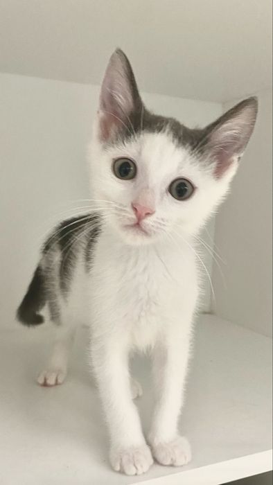 Котики, кошенята, кошенятко, киця в добрі руки