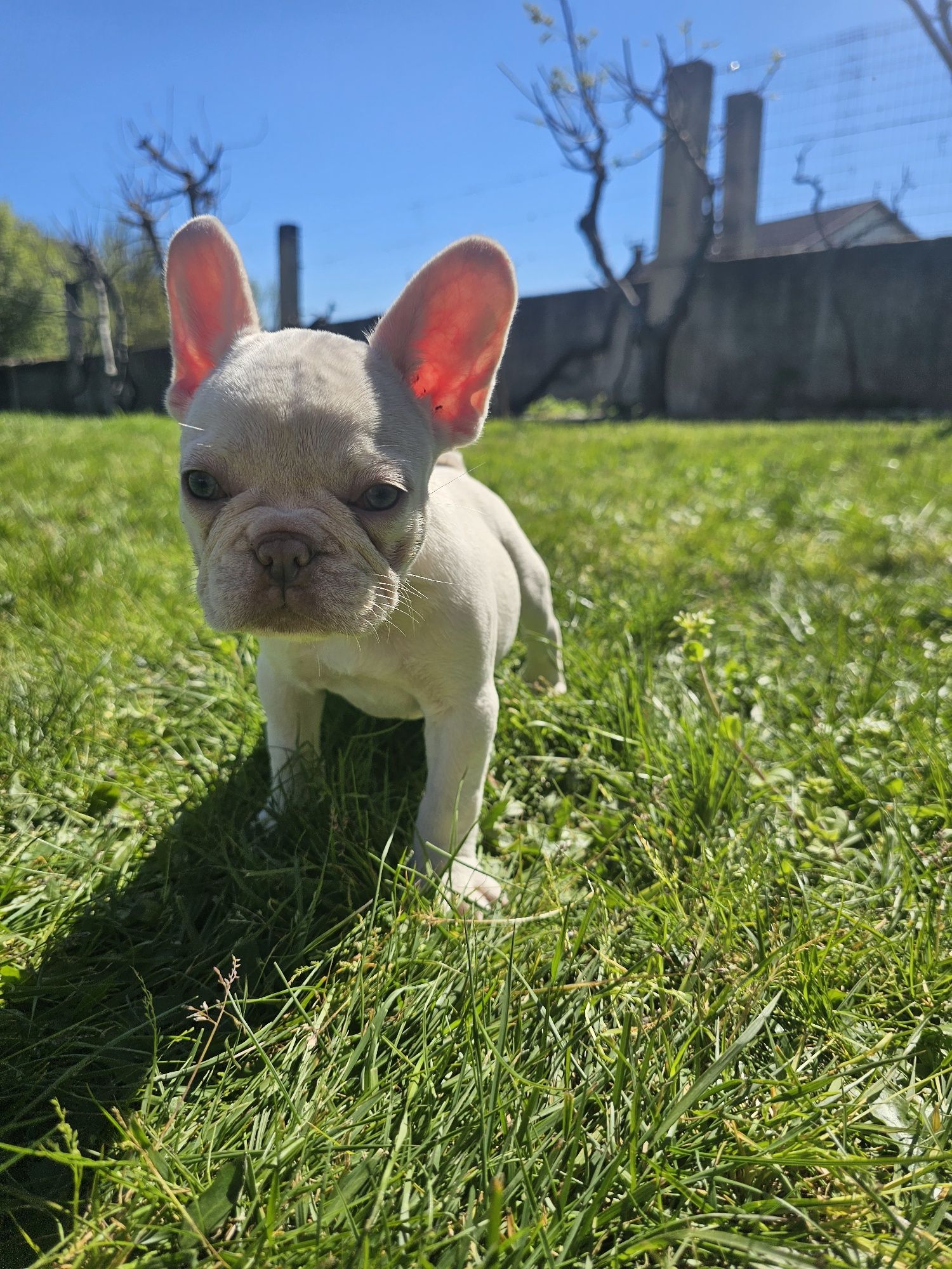 Bulldog francês platinium
