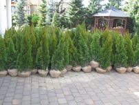 Tuja Thuja SZMARAGD 110-145CM Rabaty ilościowe